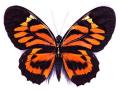 Papilio neyi aberration (Internet Image property of respective owner, non-commercial use only)
